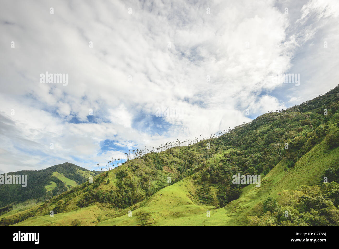 Hills and tall Palm trees in the Cocora Valley near Salento, Colombia Stock Photo