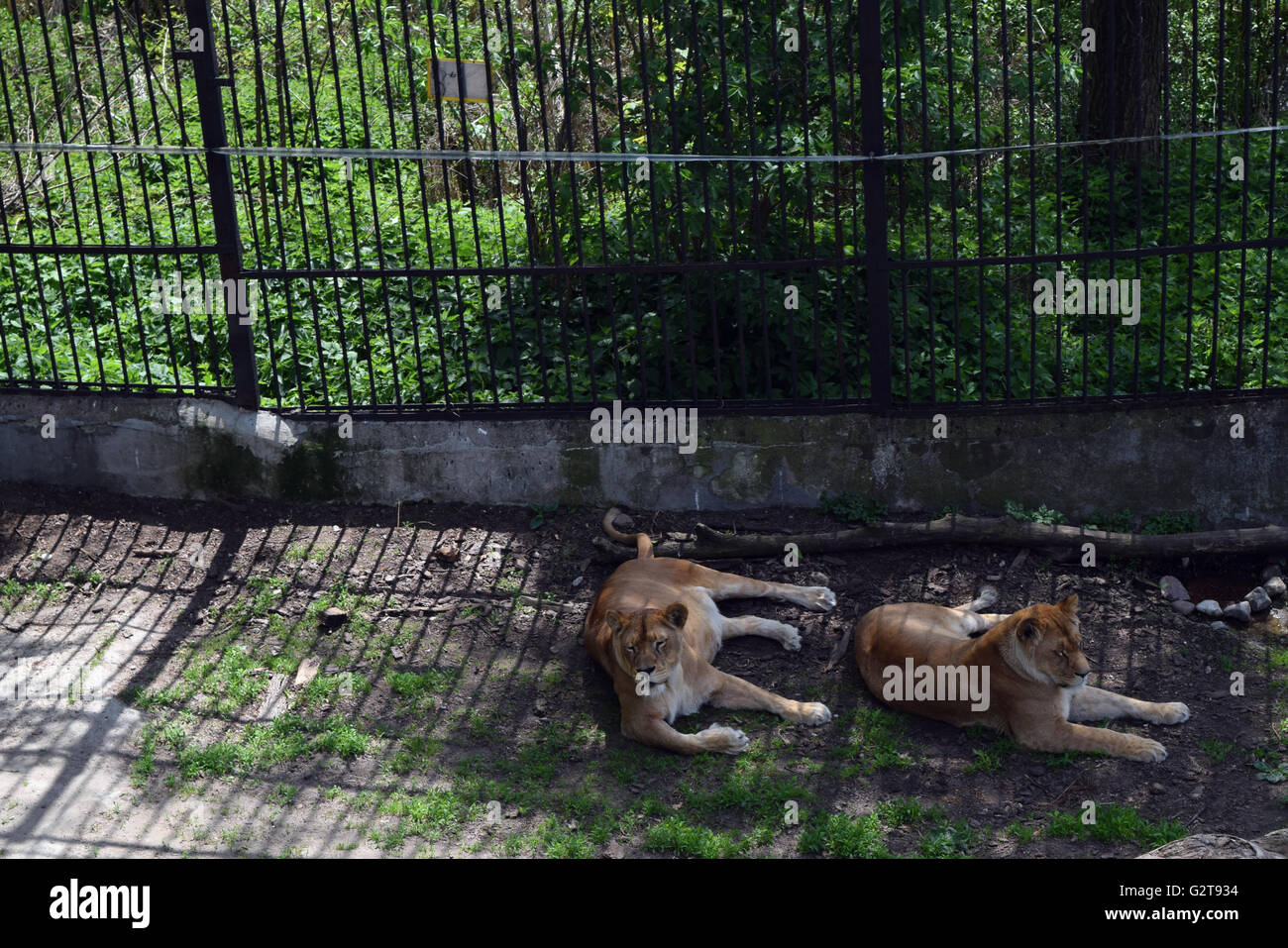 Zoo animals and other inhabitants of the Kaliningrad Zoo Stock Photo