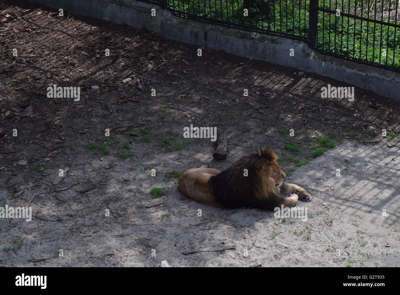 Zoo animals and other inhabitants of the Kaliningrad Zoo Stock Photo