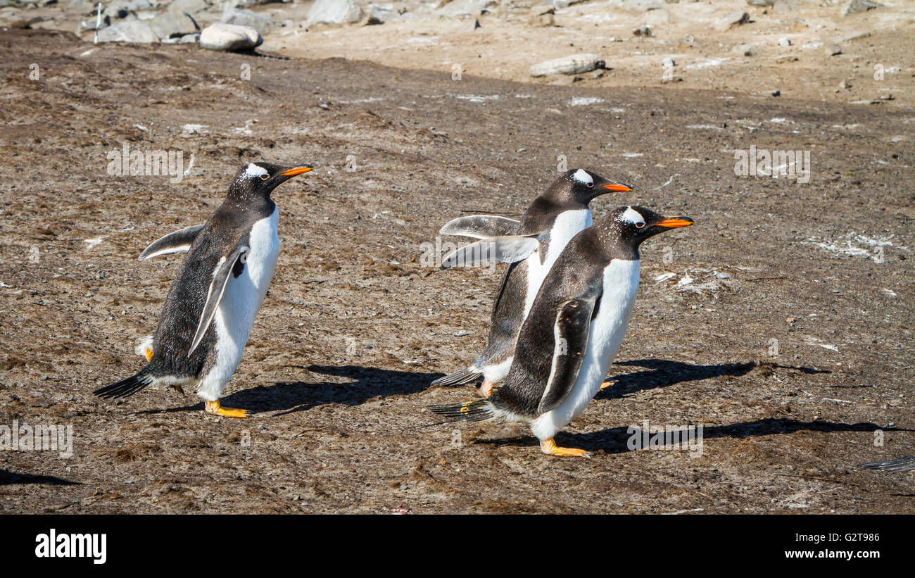 Gentoo penguins going for a walk at Bluff Cove, East Falklands
