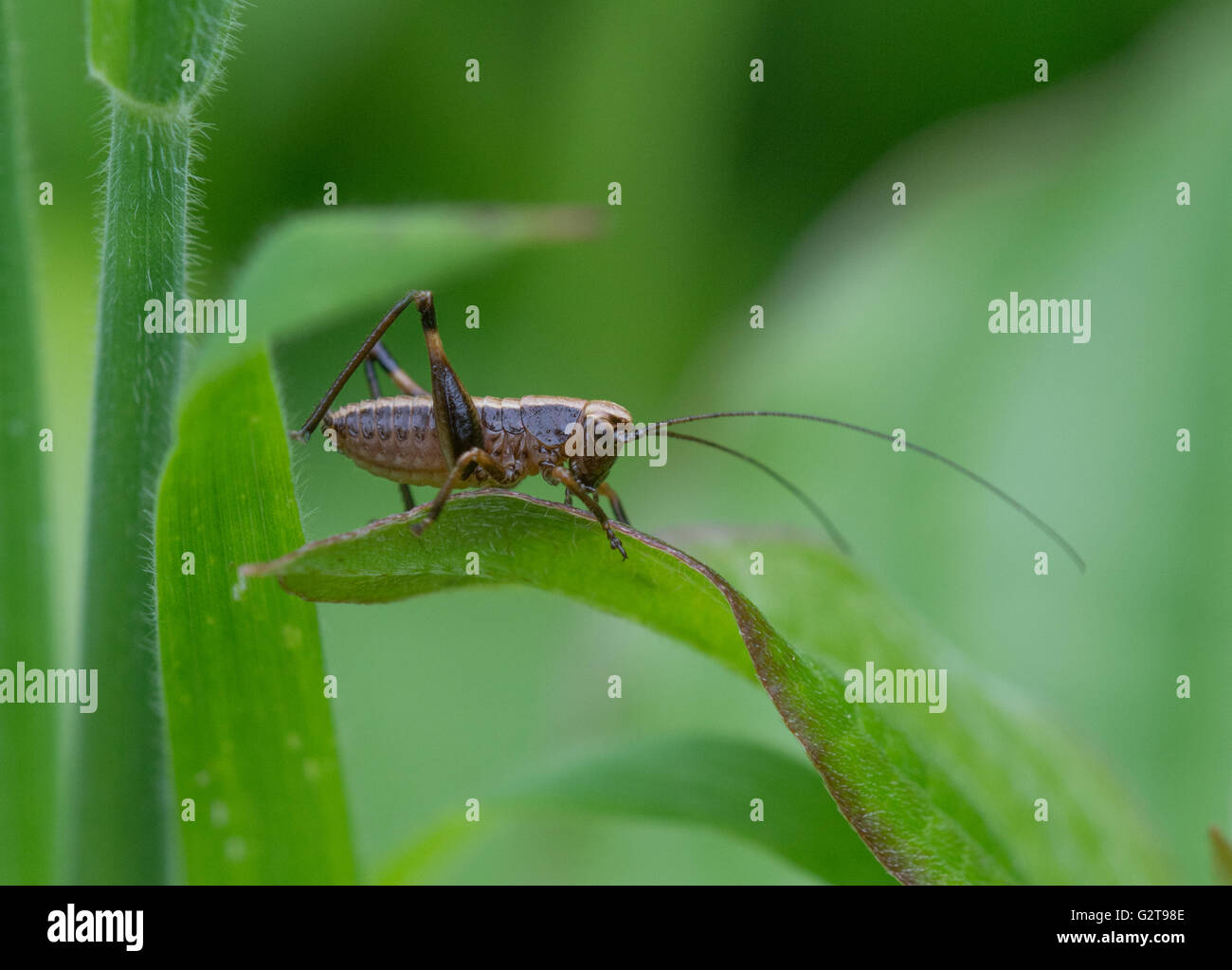 Cricket species with long antennae, England, UK Stock Photo