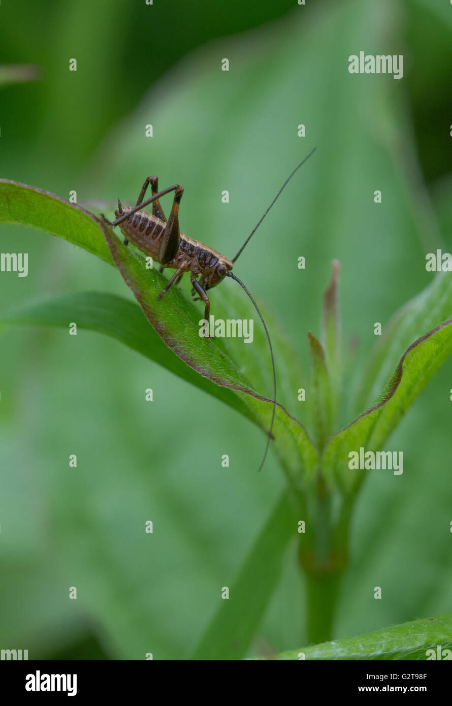 Cricket species with long antennae, England, UK Stock Photo