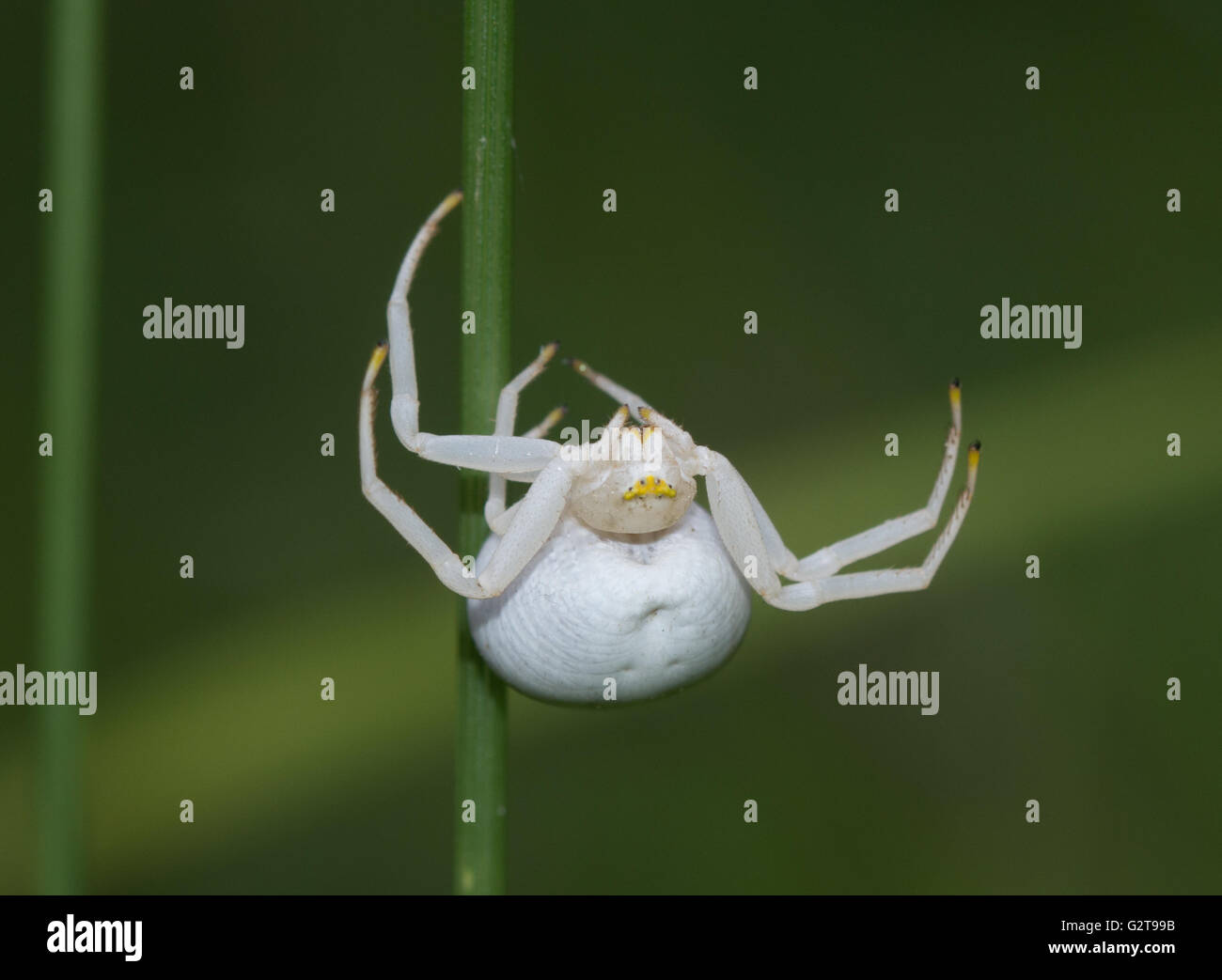 Goldenrod crab spider (Misumena vatia), UK Stock Photo