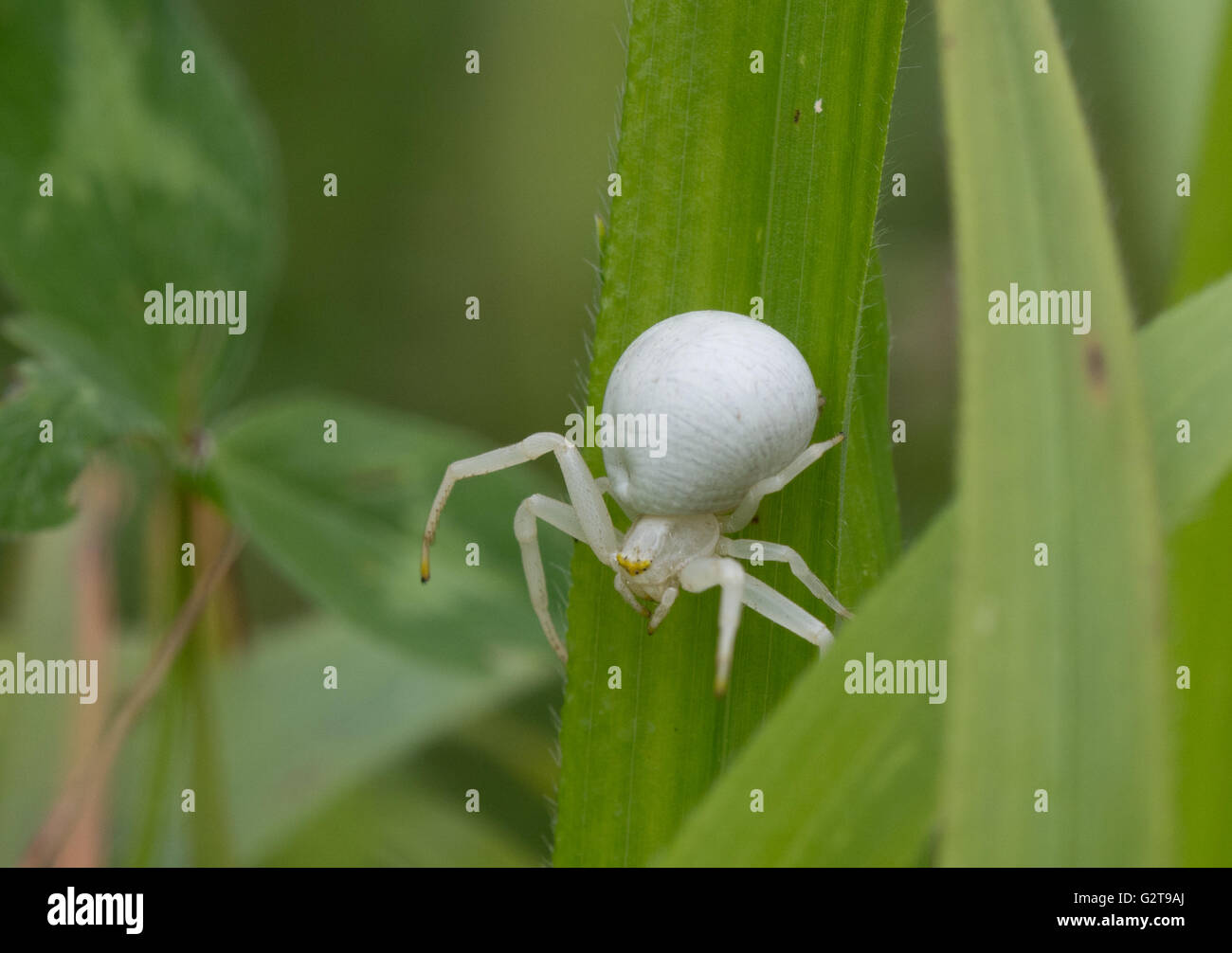 Goldenrod crab spider (Misumena vatia) on grass, UK Stock Photo