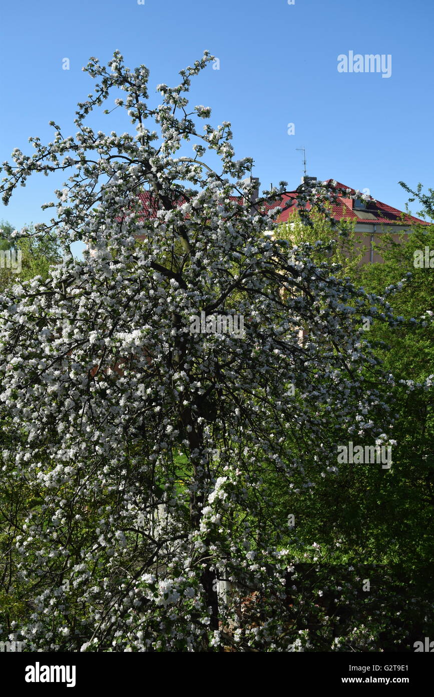 Blossoming cherry tree in a residential quarter Stock Photo