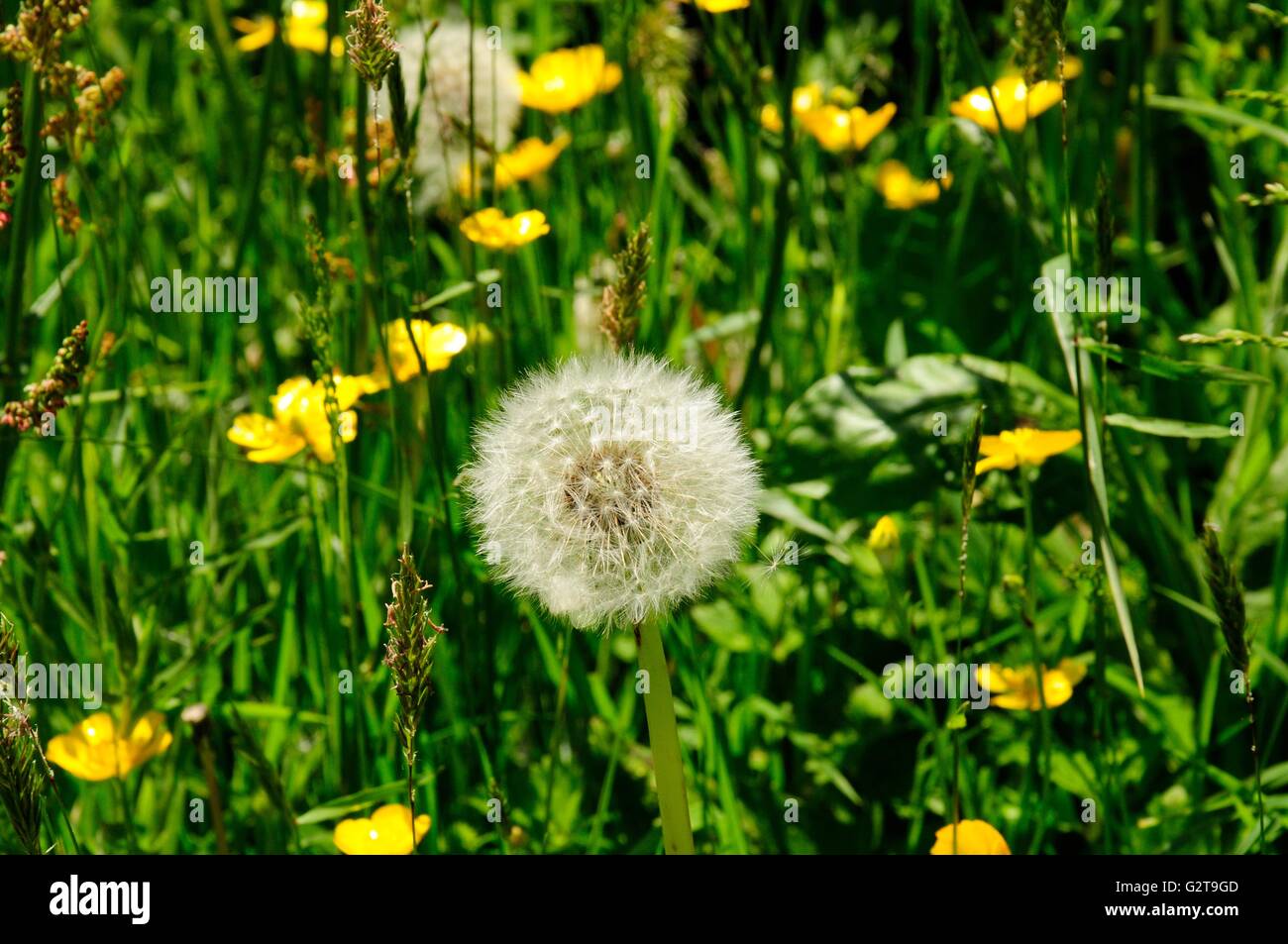dandelion clock seed head in a meadow Stock Photo Alamy