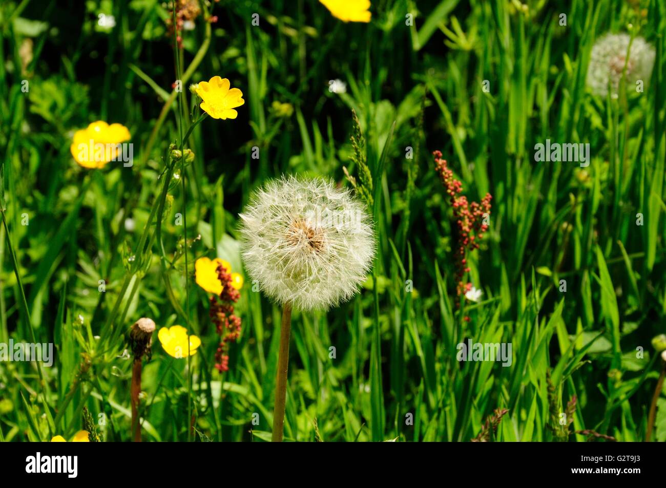 dandelion clock seed head in a meadow Stock Photo - Alamy