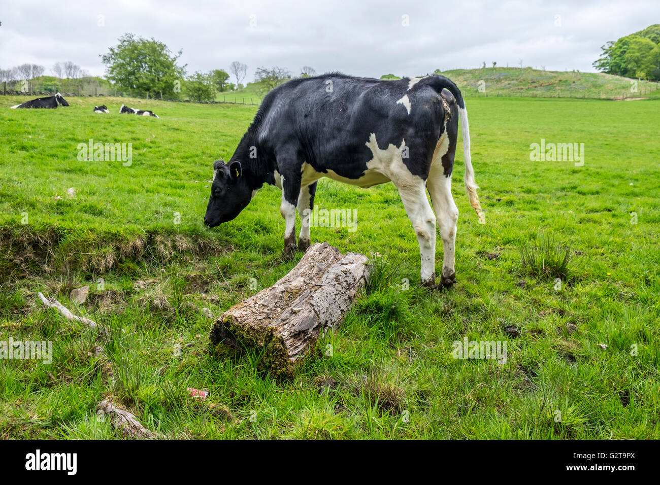 Black cow on a white background hi-res stock photography and images - Alamy