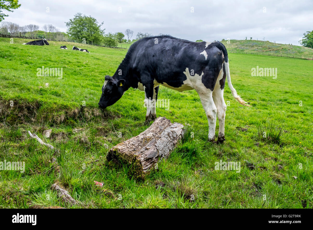 A Black And White cow grazing in a field Stock Photo - Alamy