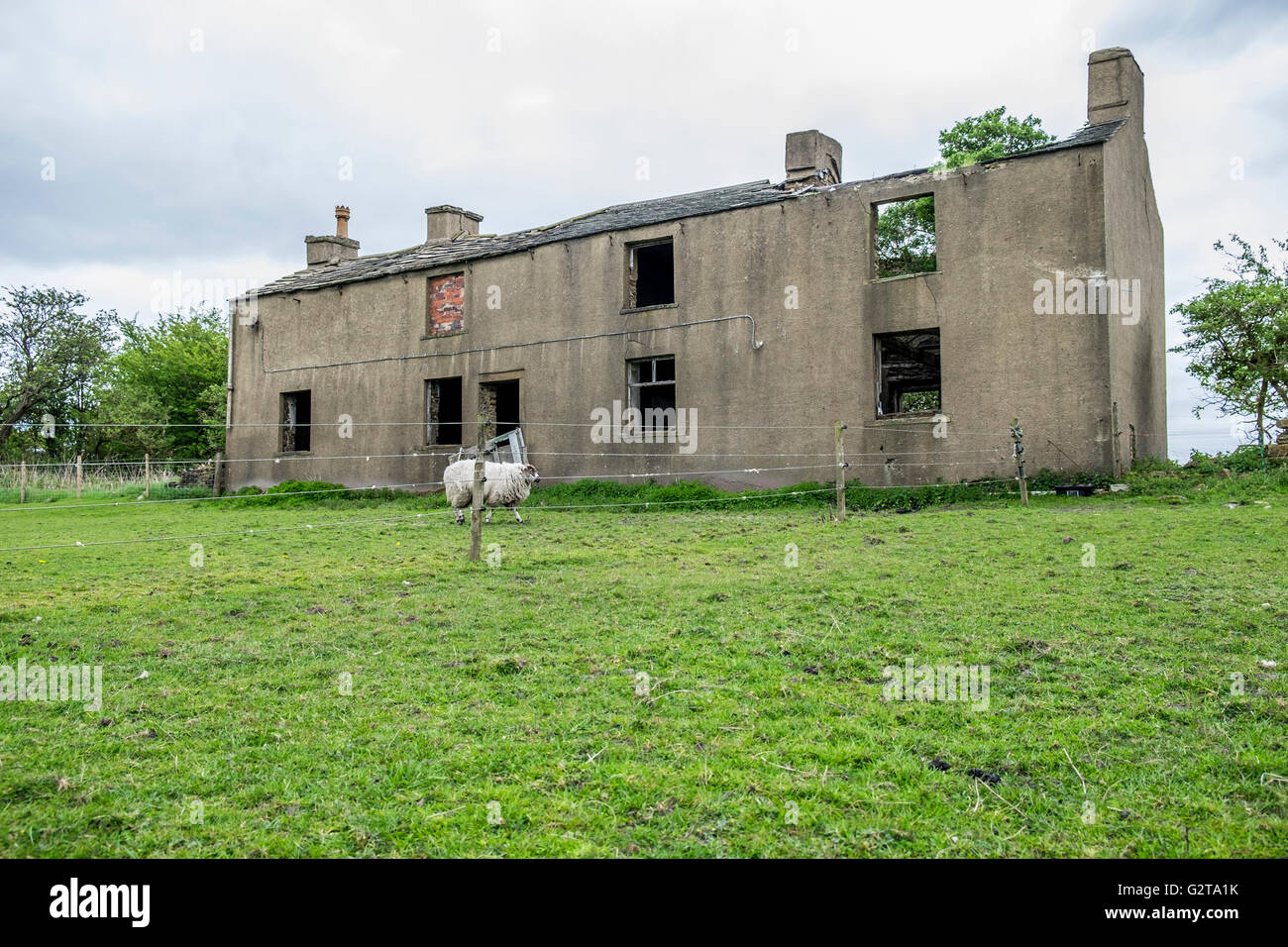 A derelict house in the middle of a field with a sheep and Shetland pony feeding on the grass. Stock Photo