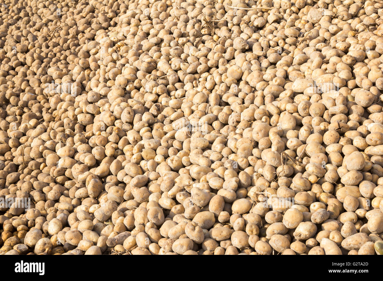 10.10.2015, Nauen, Brandenburg, Germany - Berg harvested potatoes. 0GB151010D108CAROEX.JPG - NOT for SALE in G E R M A N Y, A U S T R I A, S W I T Z E R L A N D [MODEL RELEASE: NOT APPLICABLE, PROPERTY RELEASE: NO, (c) caro photo agency / Baertels, http://www.caro-images.com, info@carofoto.pl - Any use of this picture is subject to royalty!] Stock Photo