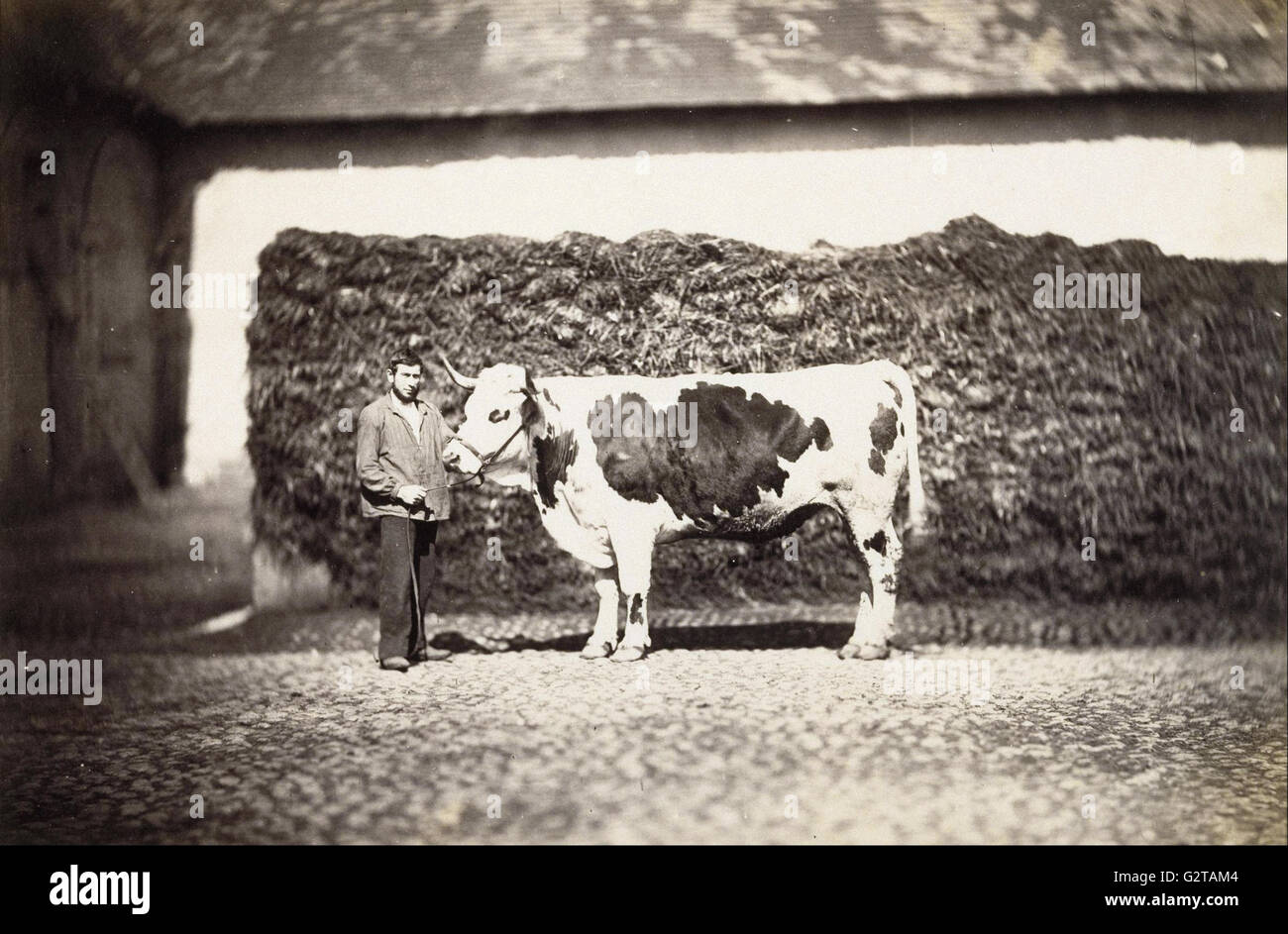 Adolphe Braun - (Prize Bull) - Stock Photo