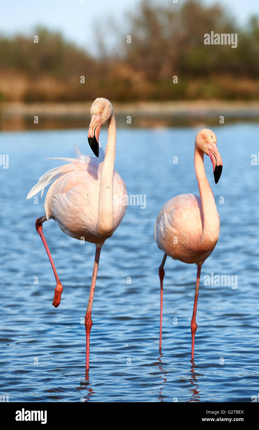 Beautiful pair of flamingos walking in shallow water Stock Photo - Alamy