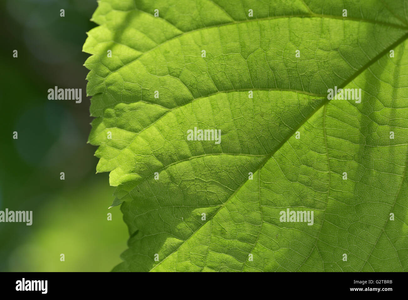 Leaf tree sun sunlight ecology hi-res stock photography and images - Alamy