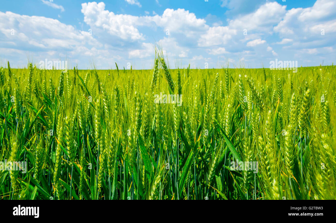 Wheat field with white clouds and blue sky Stock Photo - Alamy