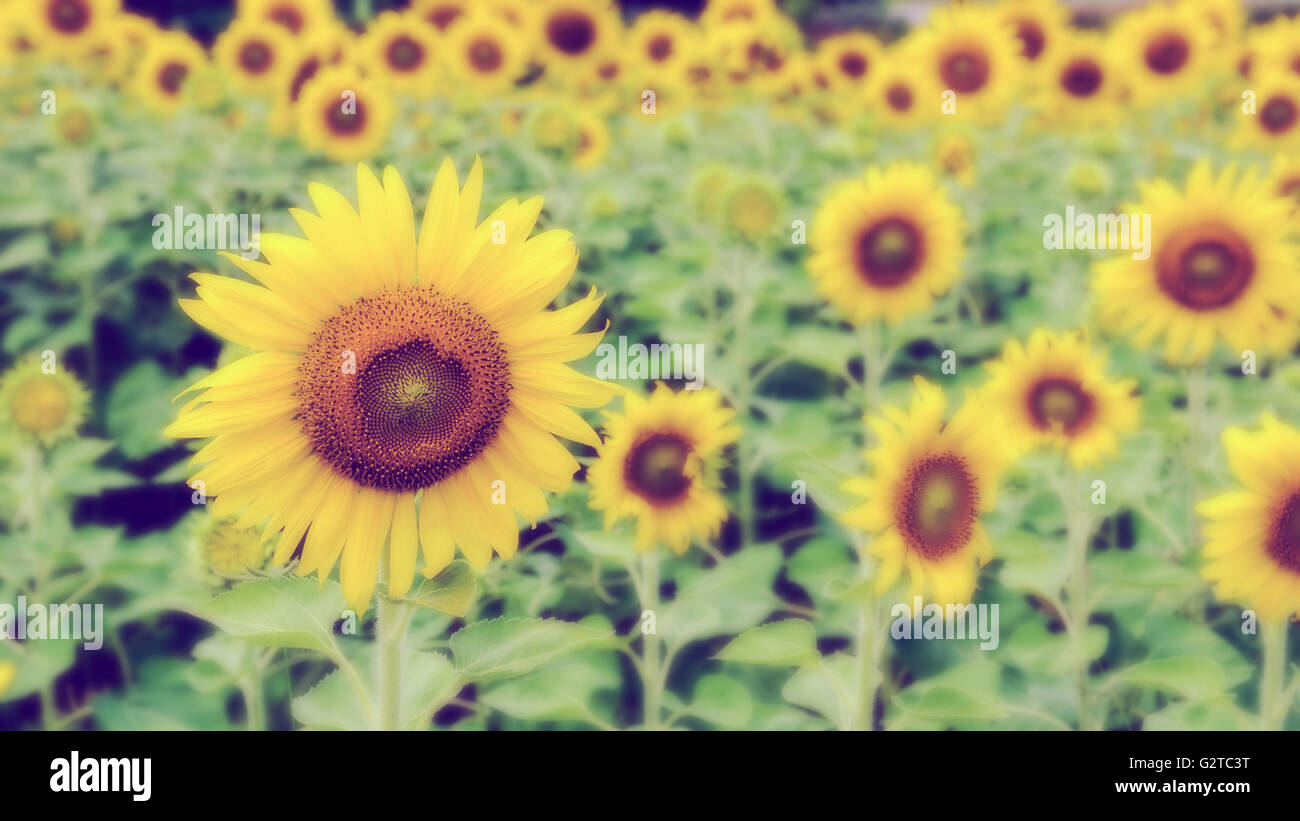 Vintage style many yellow flower blur and soft background of the Sunflower or Helianthus Annuus blooming in the field, Thailand Stock Photo