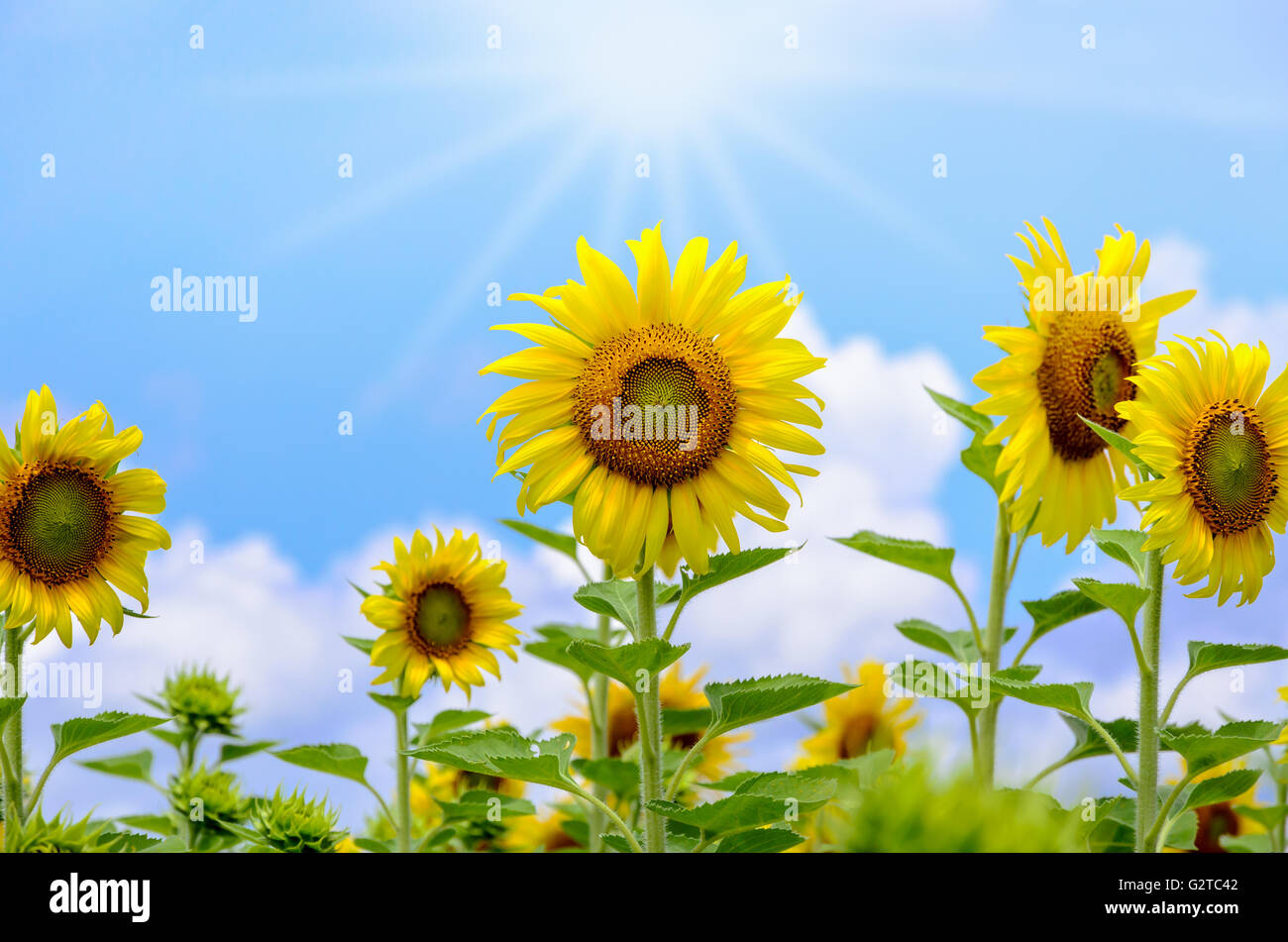 Many yellow flower of the Sunflower or Helianthus Annuus blooming under sunlight and the sun shines in the field on blue sky bac Stock Photo