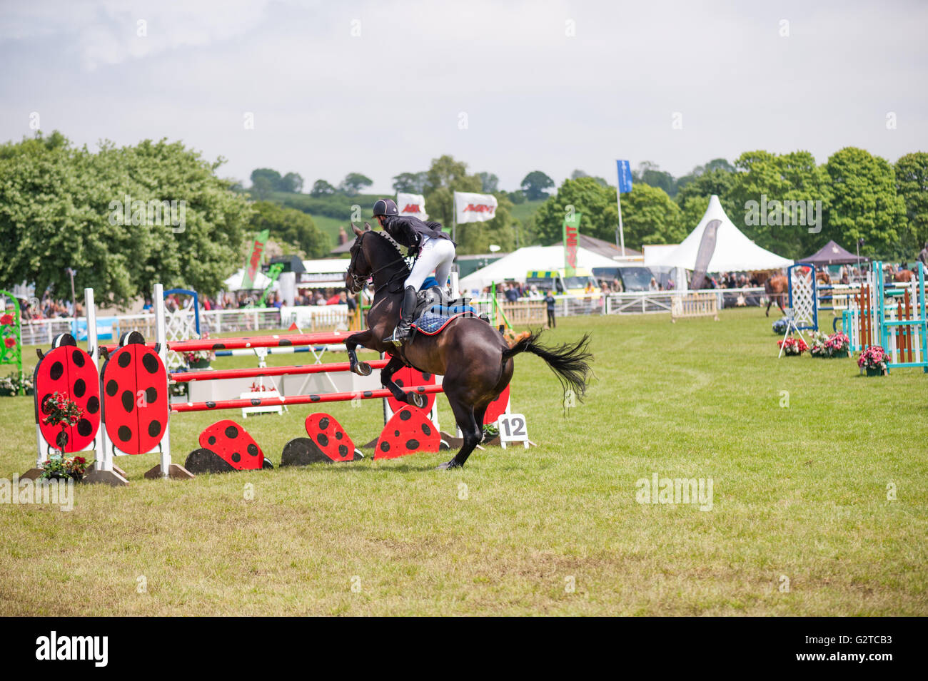 [horse jumping] horse jumping [show jumping] Stock Photo Alamy