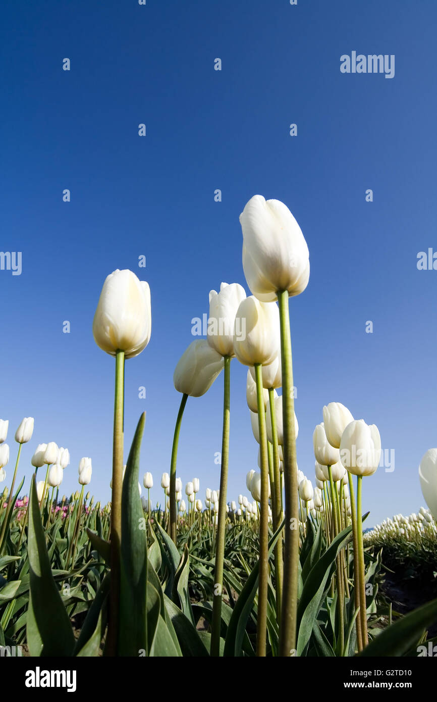 White tulip field Stock Photo Alamy