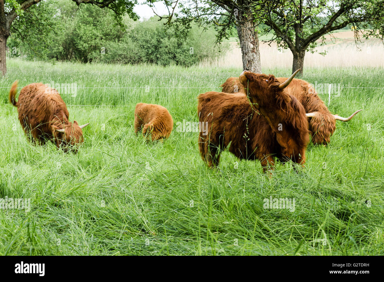 Scottish Highland Cows Stock Photo - Alamy