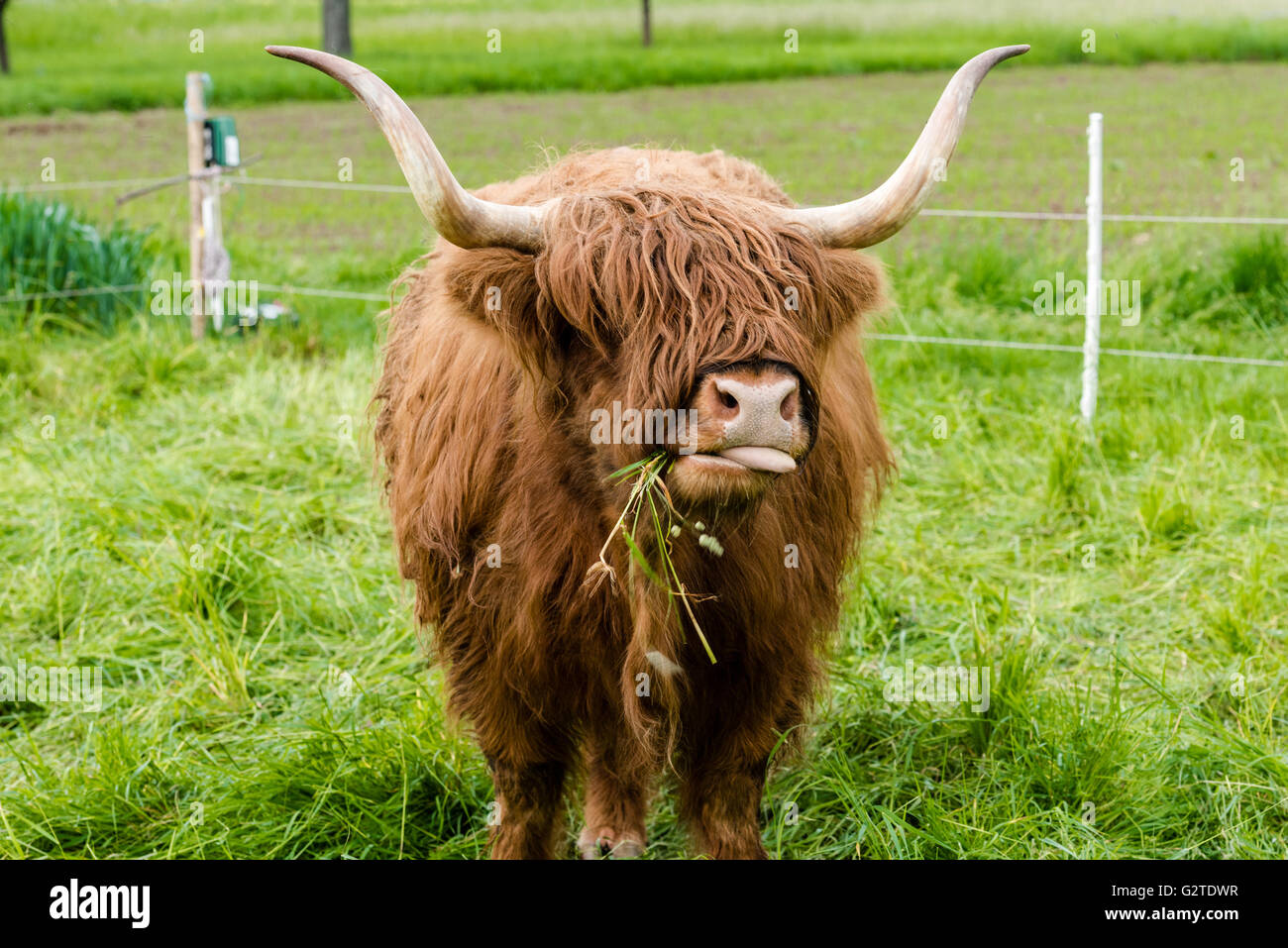 Black scottish highlander cow hi-res stock photography and images - Alamy