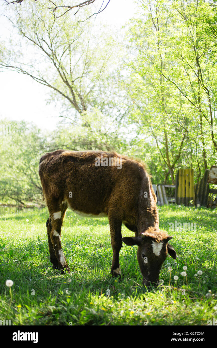 cow eating grass in the village Stock Photo