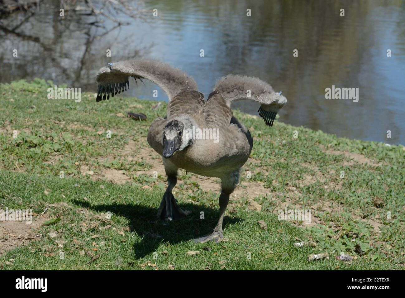 Angry adolescent Canada Goose charging threat of another goose from different family entering its space Stock Photo