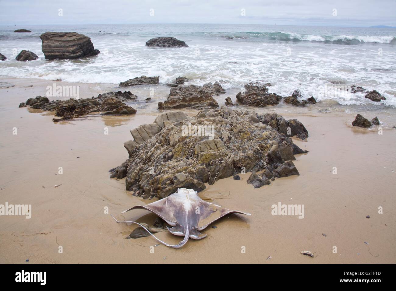A dead sting ray seems to stretch it wings for flight on a rocky beach