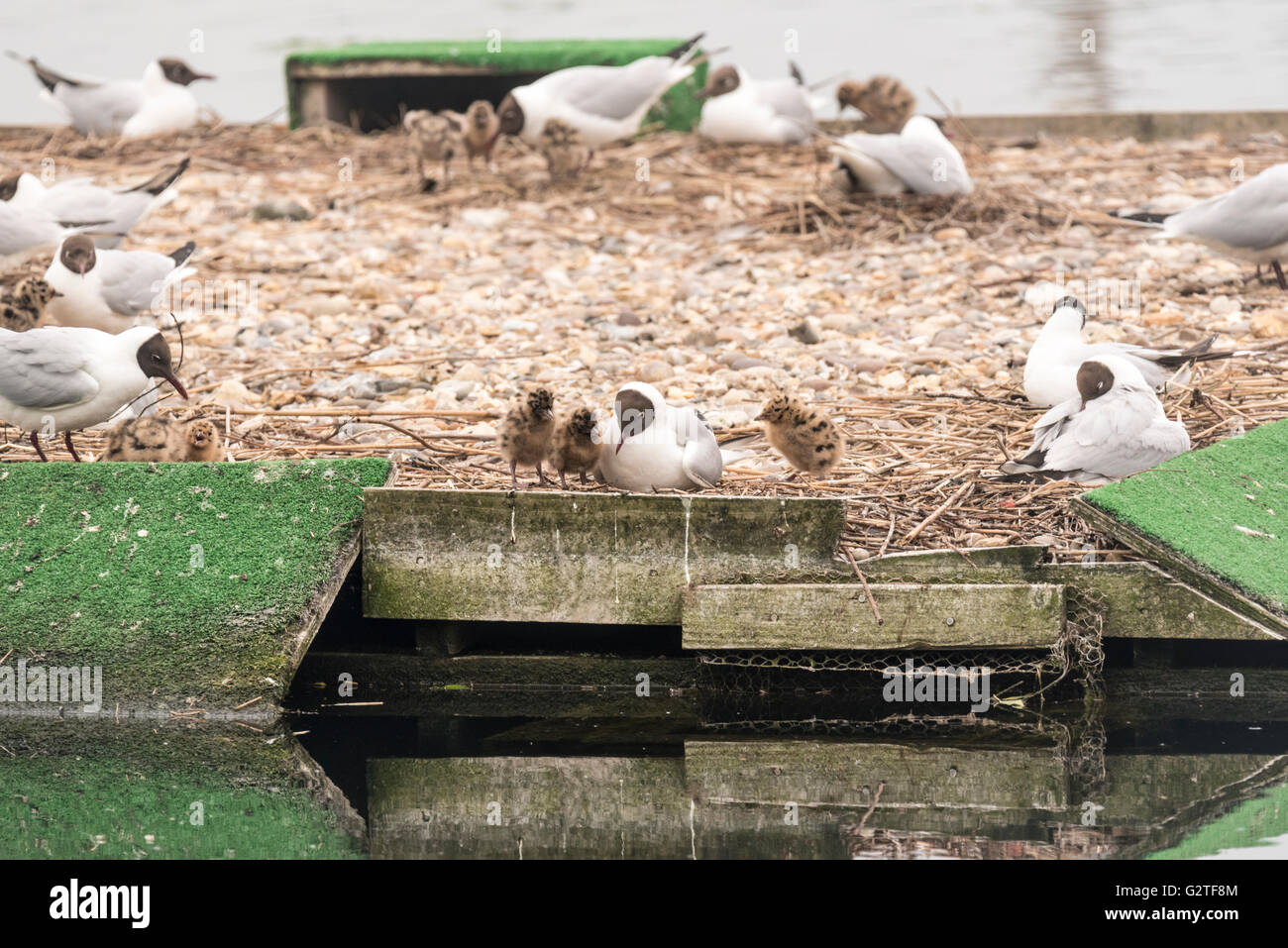 Black-Head Gulls with chicks on a floating platform meant to be used by Common Terns Stock Photo