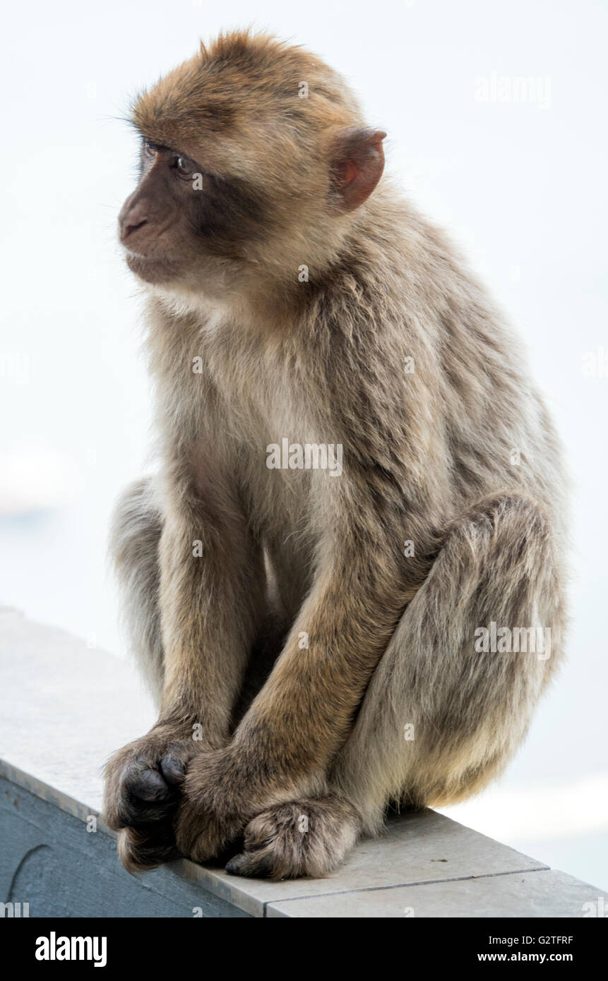 Barbary macaque of Gibraltar, the only wild monkey population in the European continent Stock Photo