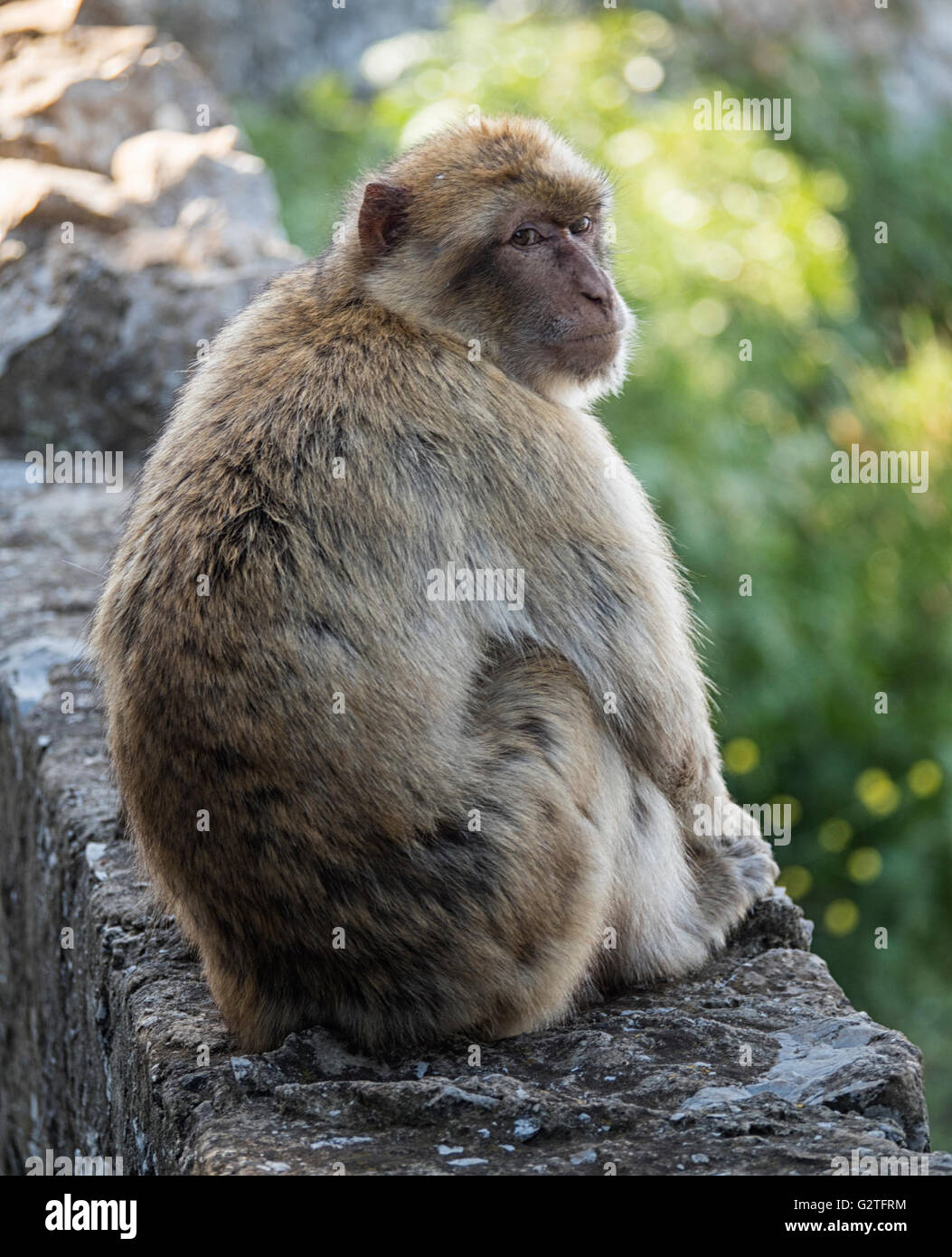 Barbary macaque of Gibraltar, the only wild monkey population in the European continent Stock Photo