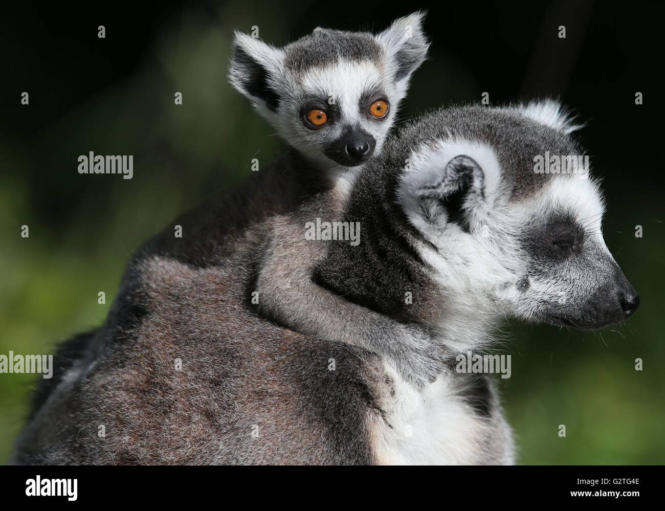 Kiki Seven Week Old Baby High Resolution Stock Photography And Images Alamy