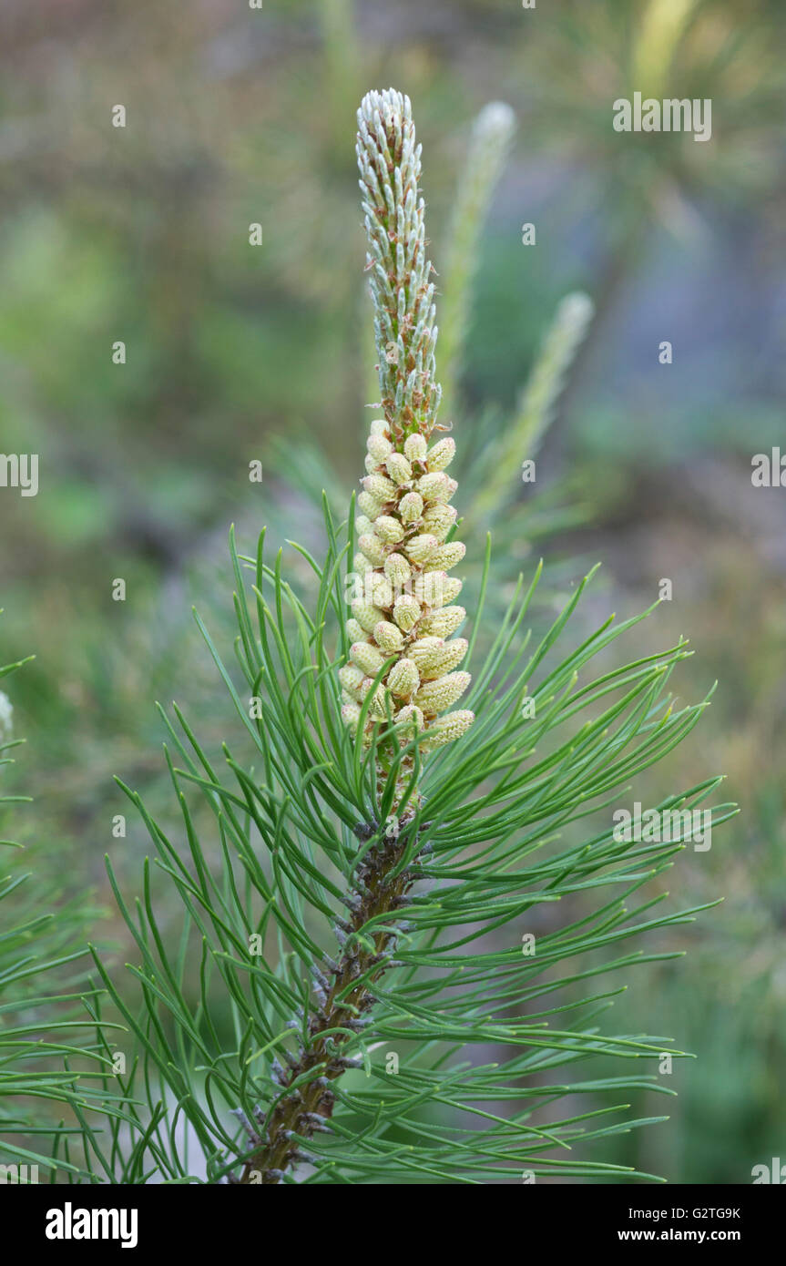 Young Cone of the Mountain Pine Stock Photo