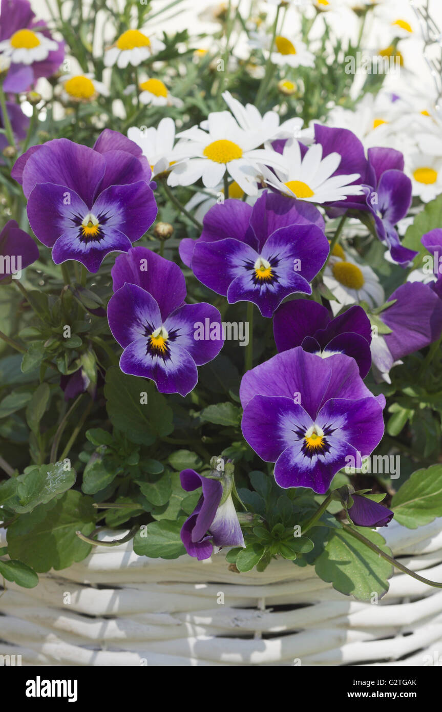 Viola cornuta and Paludosum Daisy Stock Photo