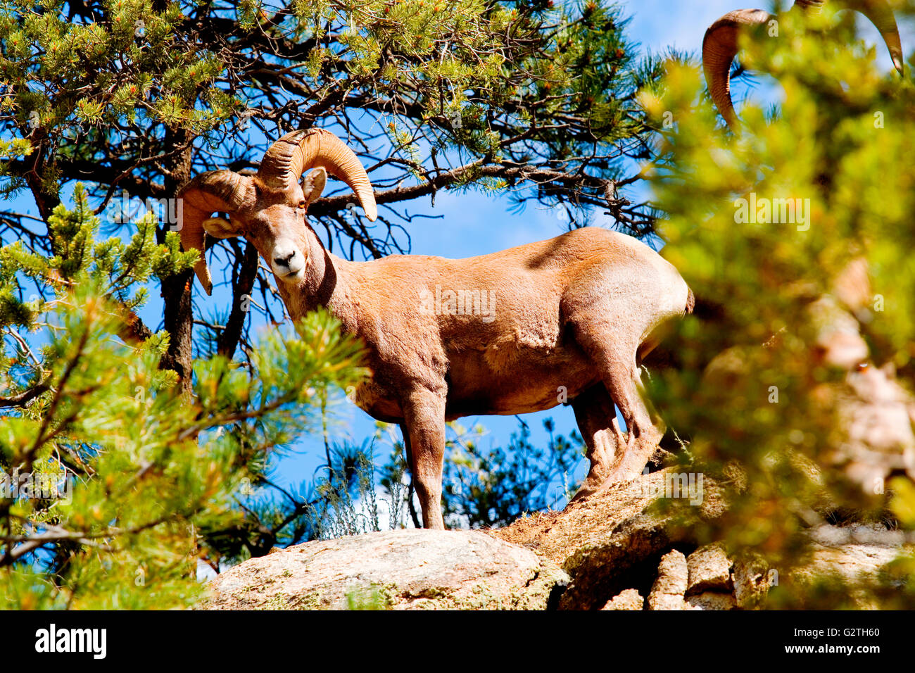 .Bighorn Sheep in the Rocky Mountains Stock Photo - Alamy