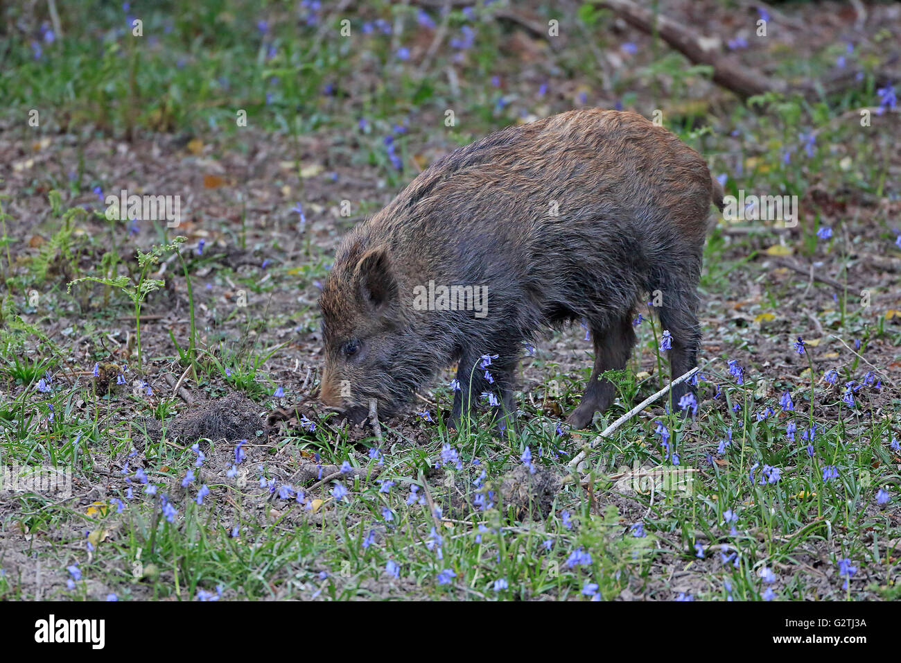 Wild boar uk rooting hi-res stock photography and images - Alamy