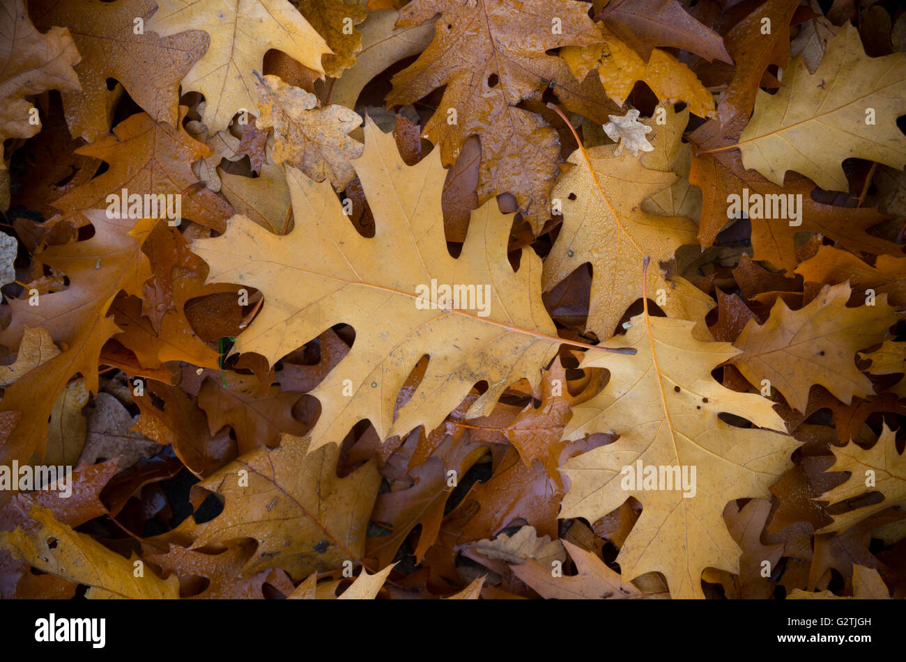 background of fallen oak leaves on the ground Stock Photo - Alamy