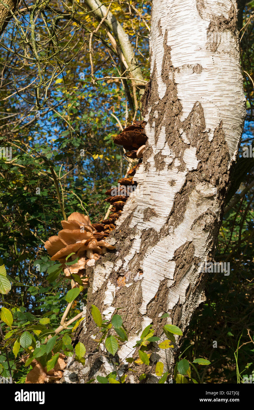 bunch of brown fungus on a birch tree Stock Photo Alamy