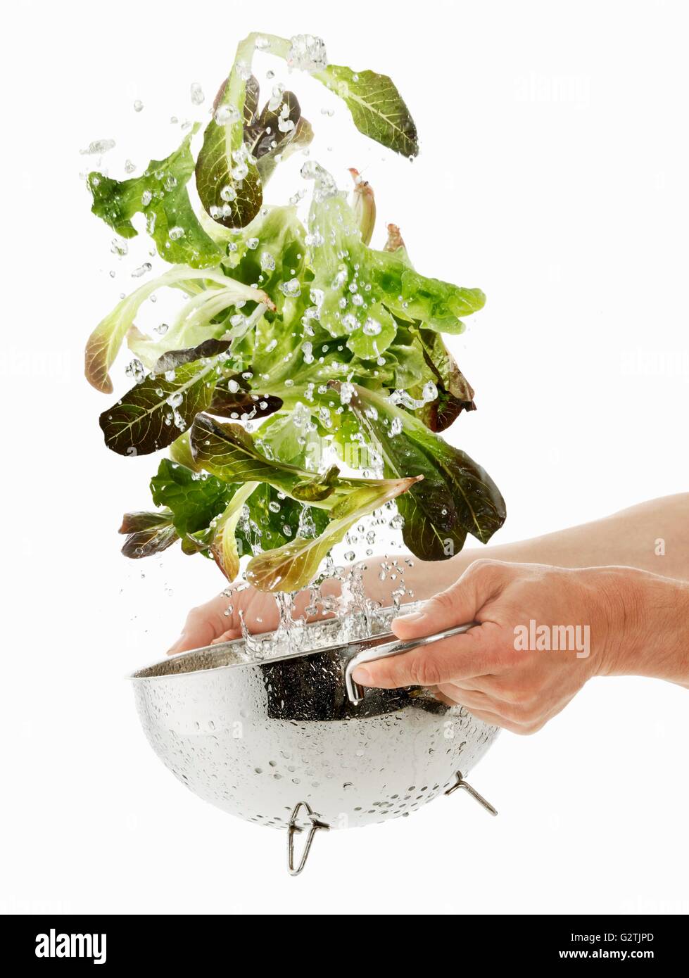 Lettuce being washed Stock Photo