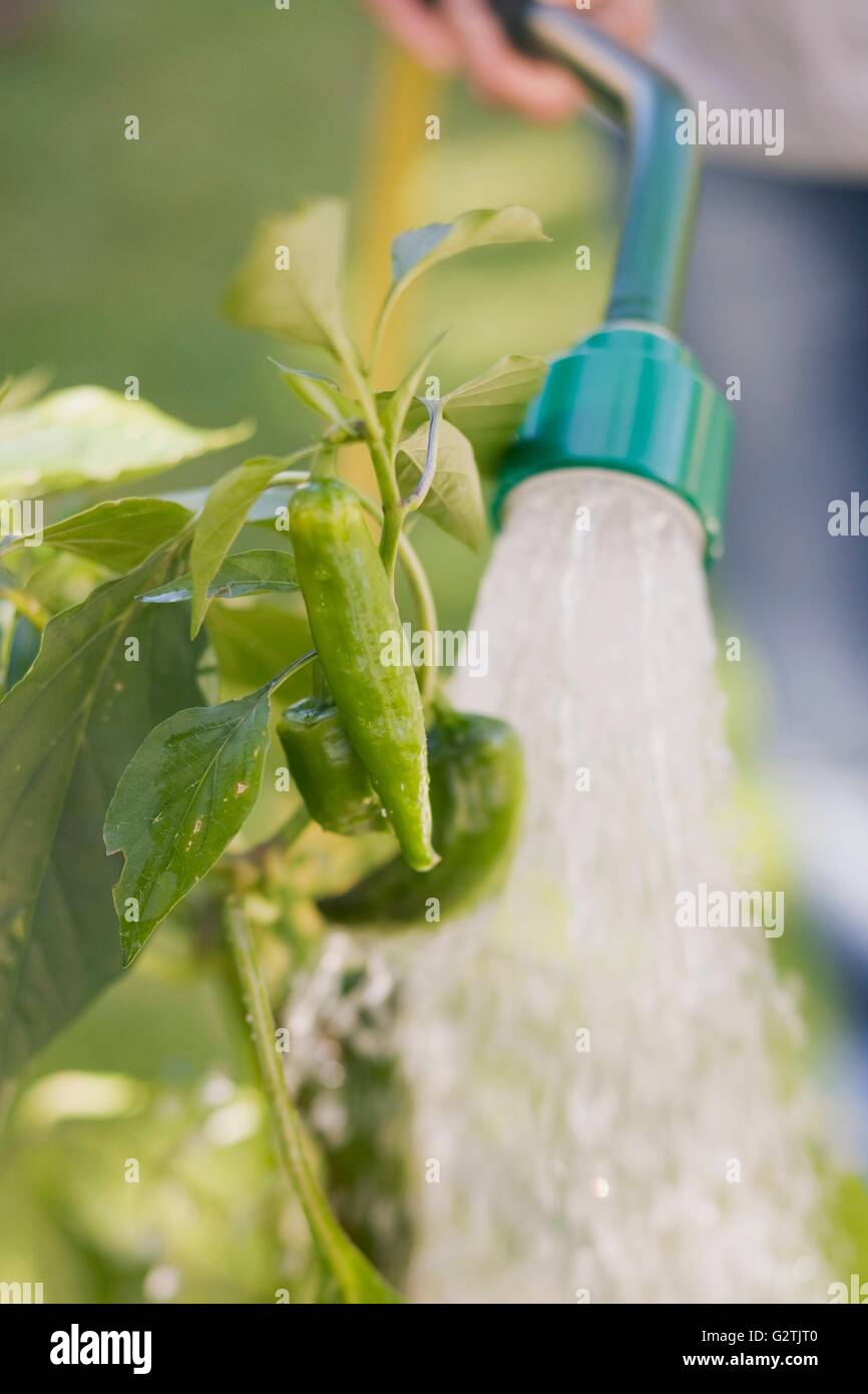 A woman watering a chilli plant Stock Photo