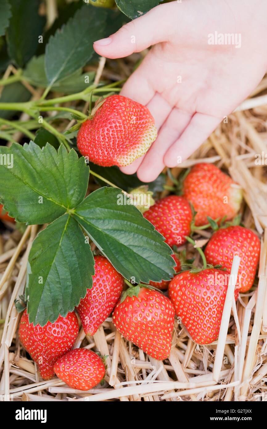 Strawberry plants in straw Stock Photo Alamy