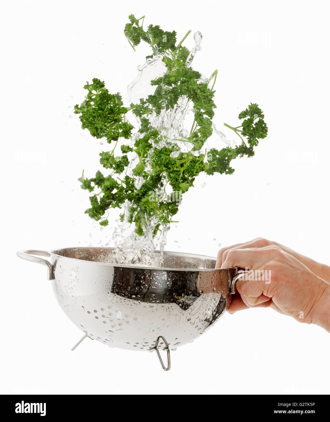 Parsley being washed Stock Photo
