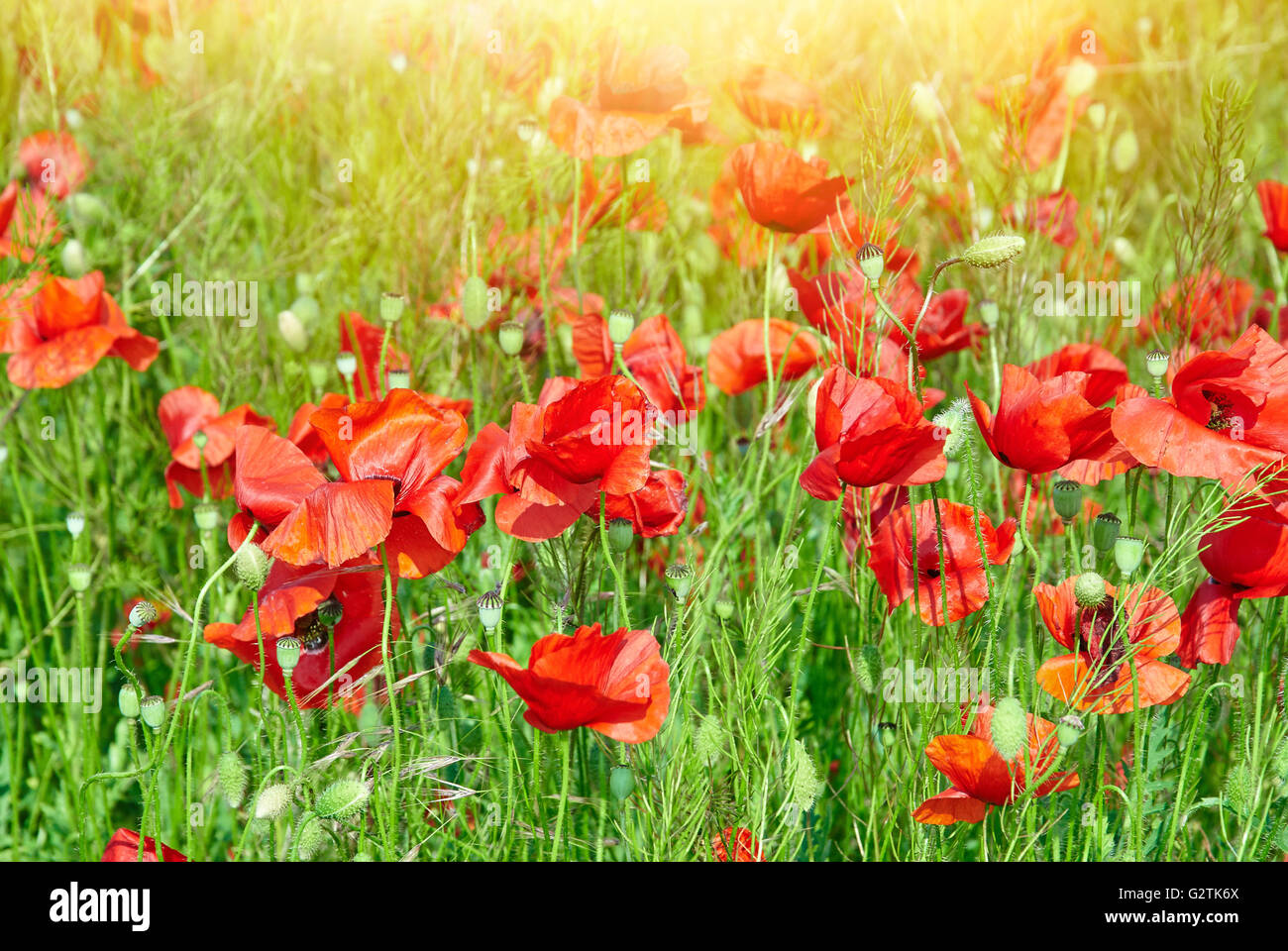Field of red poppies in bright sunlight. Close up image Stock Photo - Alamy