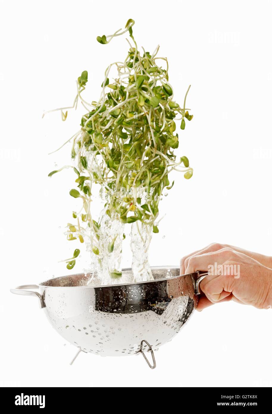 Sunflower sprouts being washed Stock Photo