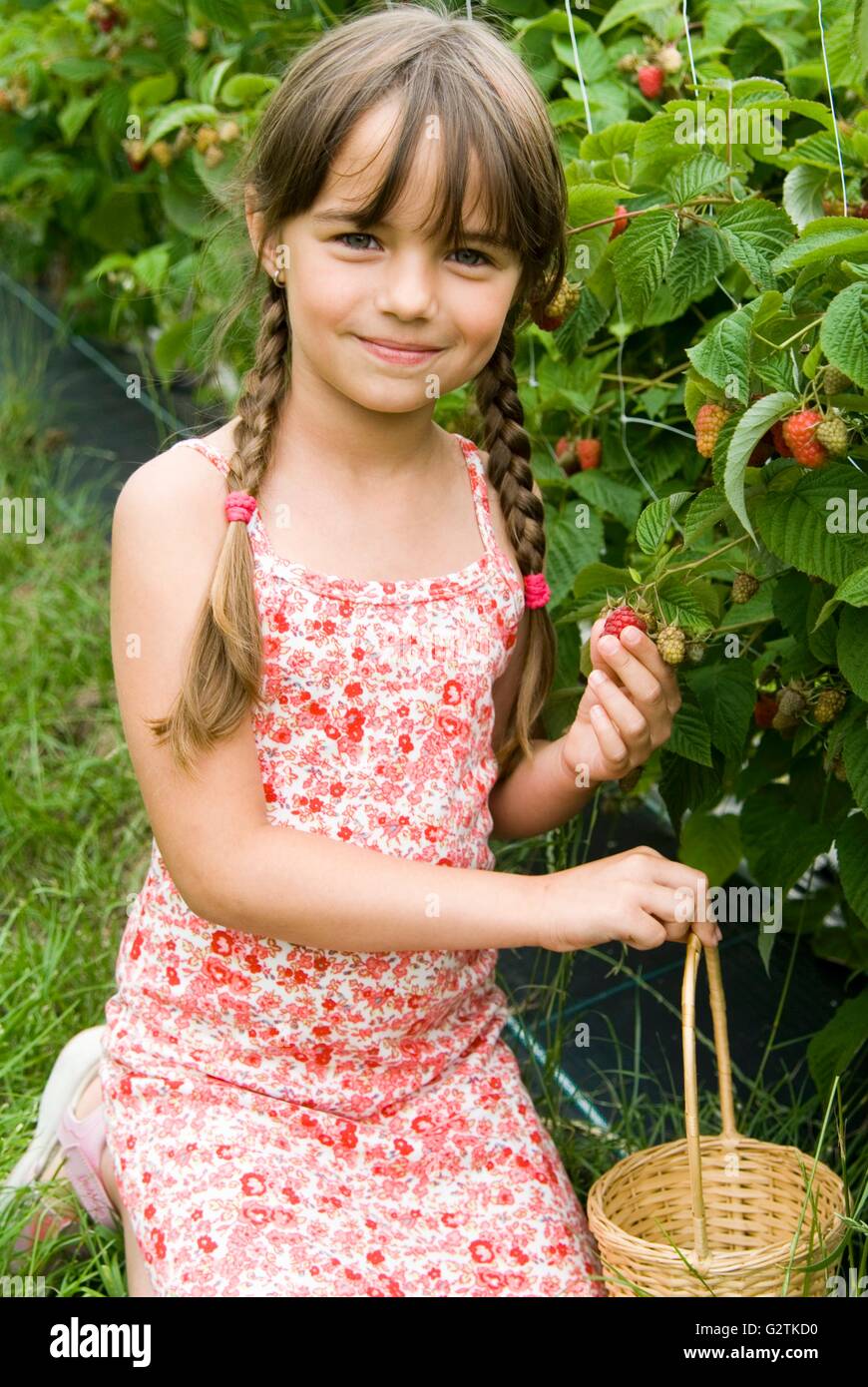 Girl picking raspberries Stock Photo