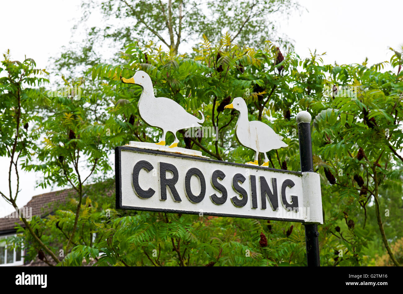Sign - ducks crossing - England UK Stock Photo