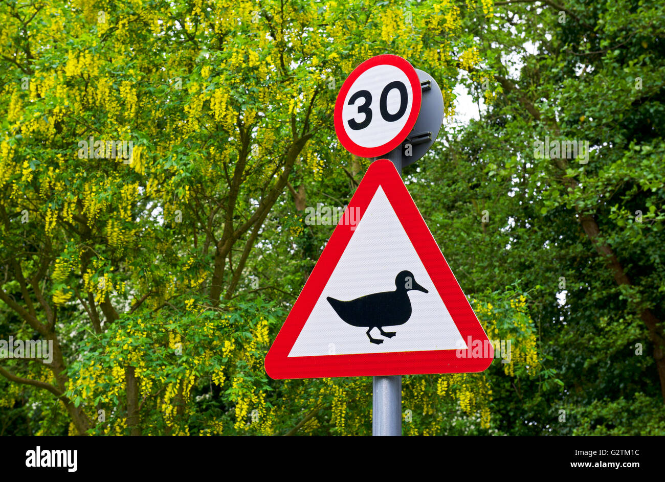 Street sign warning motorists about ducks crossing road, England UK Stock Photo