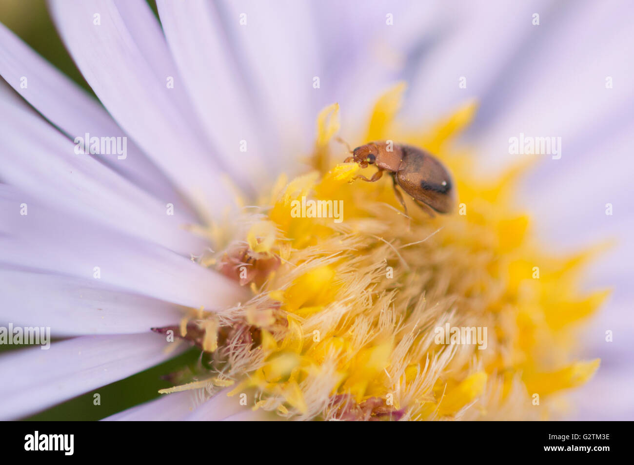 A species of Sap Beetle (Nitidulidae) on a Michaelmas daisy. Stock Photo