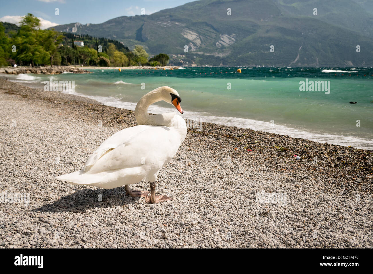 Swan on the stony shore of the lake. Stock Photo