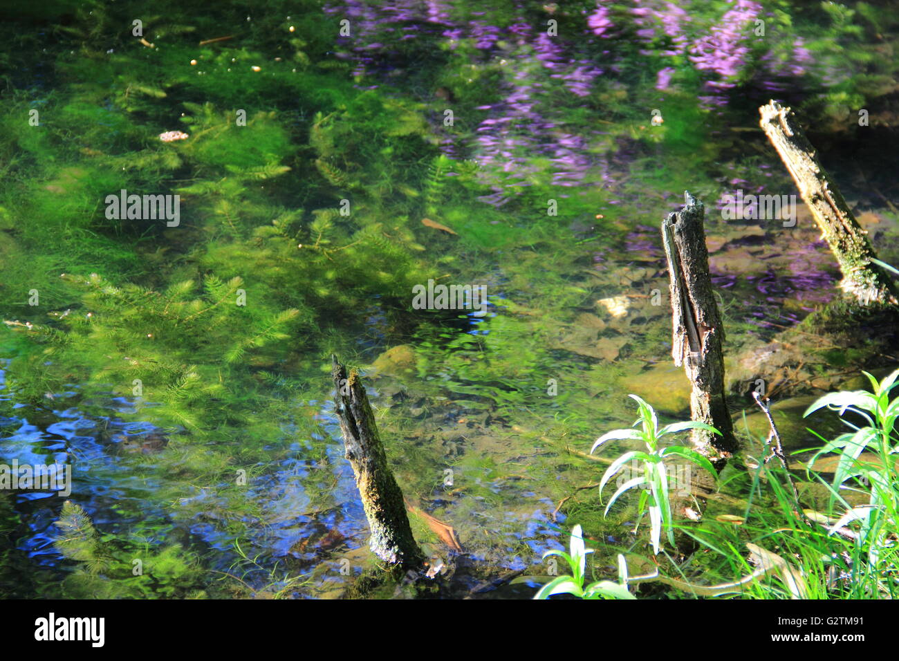 Colorful pond, pollywogs and reflections at graveyard Ohlsdorf Hamburg Germany Stock Photo
